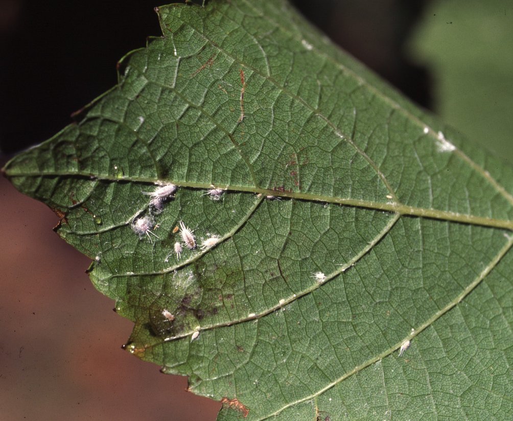 Mealybugs in grapevines and deciduous fruit tree crops